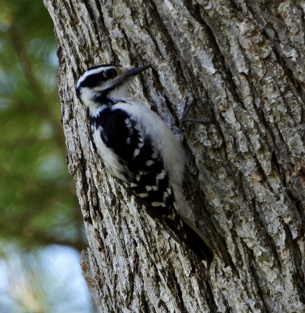 Downy Woodpecker - Eve Waterman