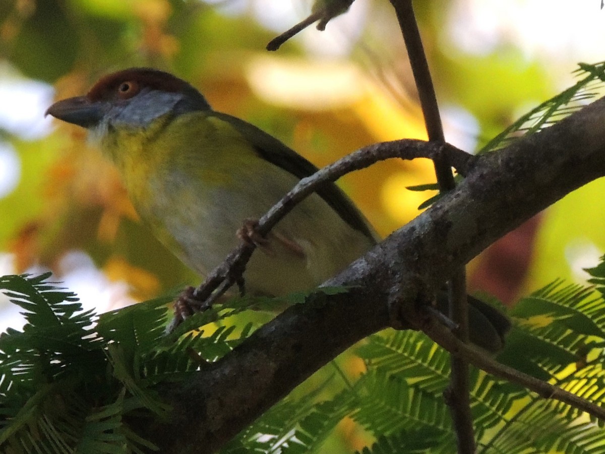 Rufous-browed Peppershrike - ML618528990
