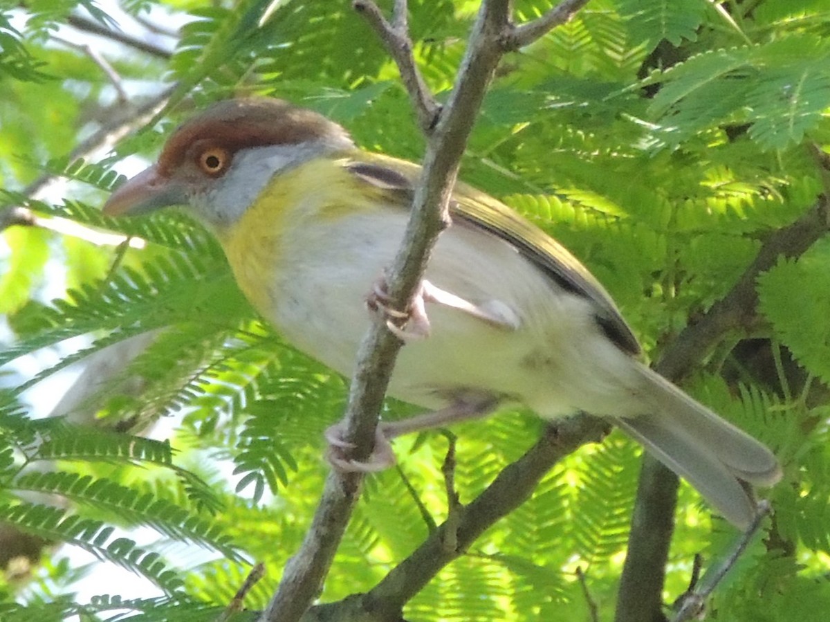 Rufous-browed Peppershrike - ML618528991