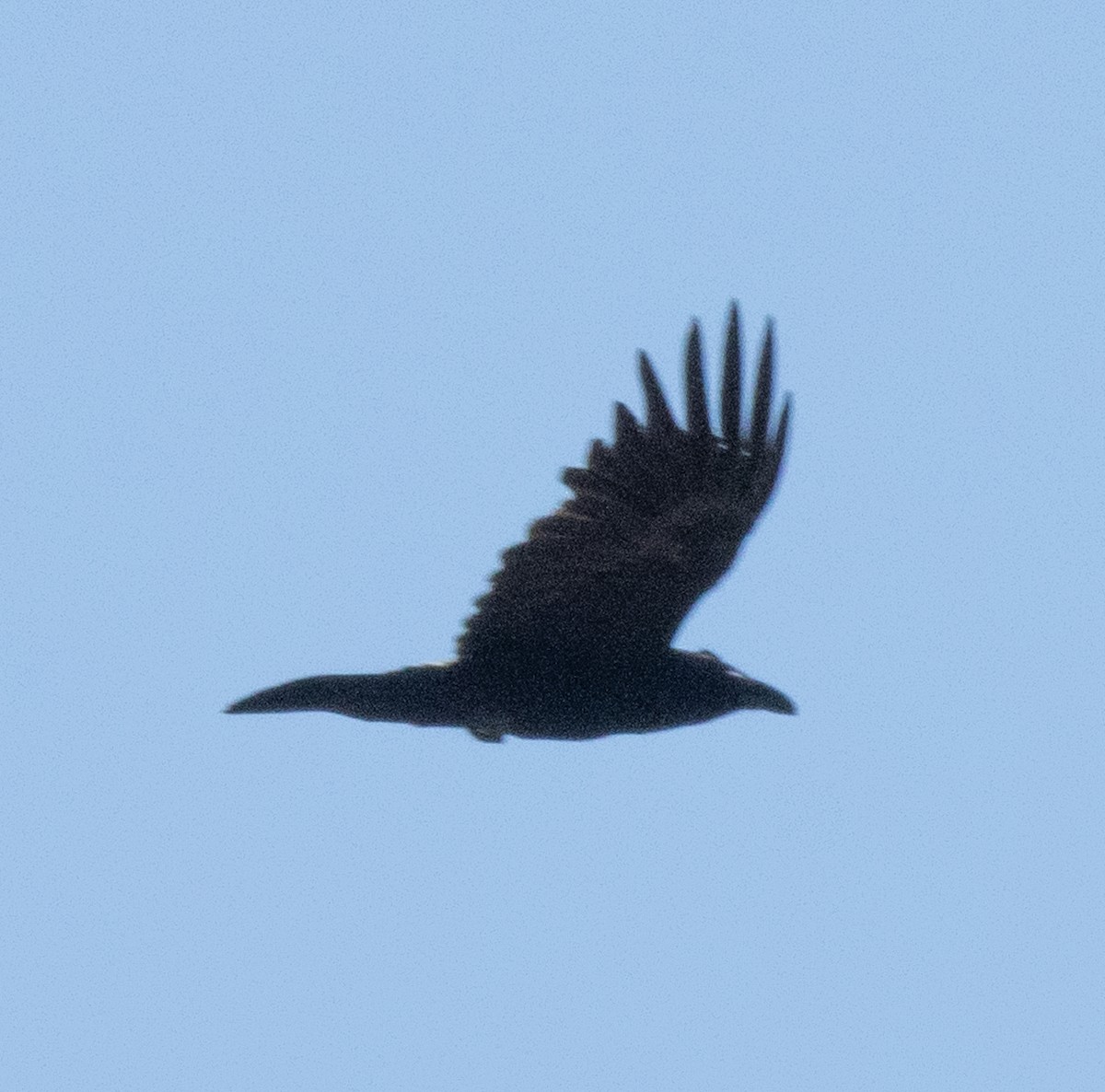 Common Raven - ML618528995