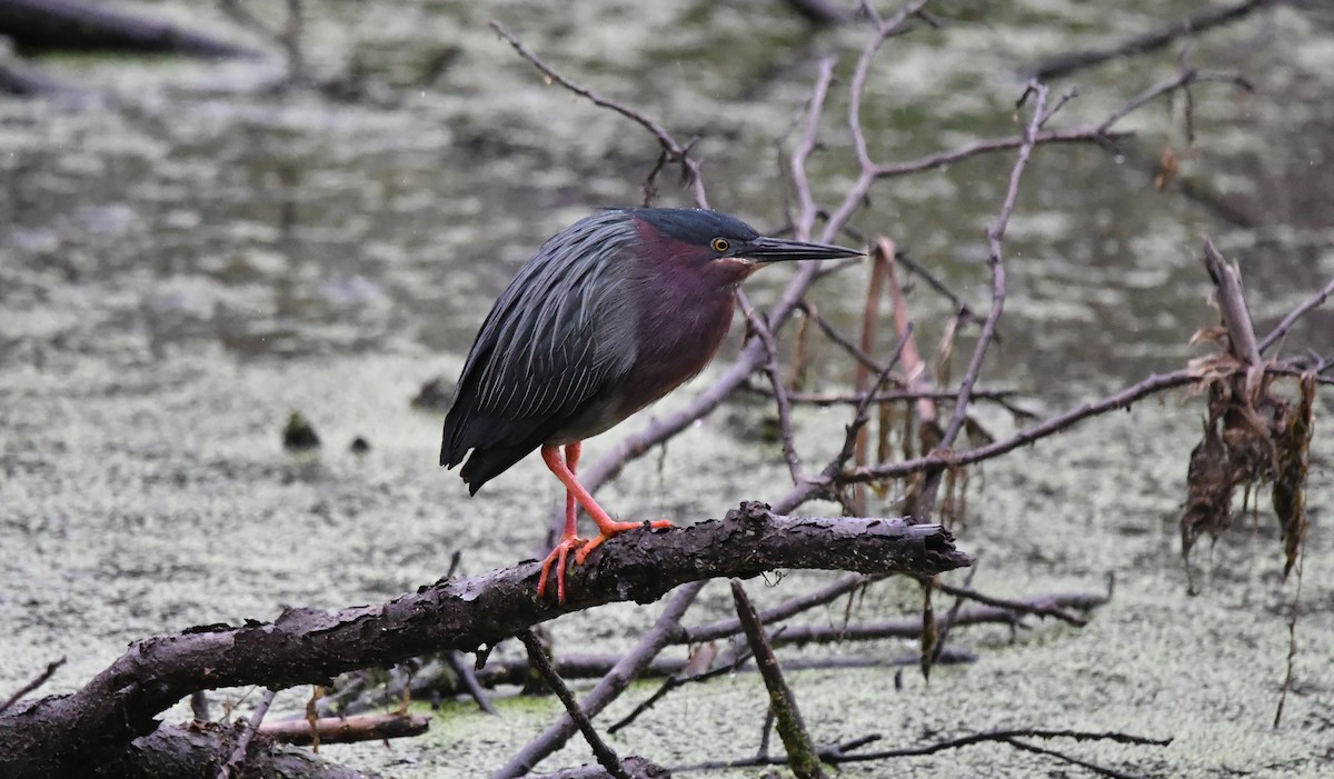 Green Heron - David Hultgren