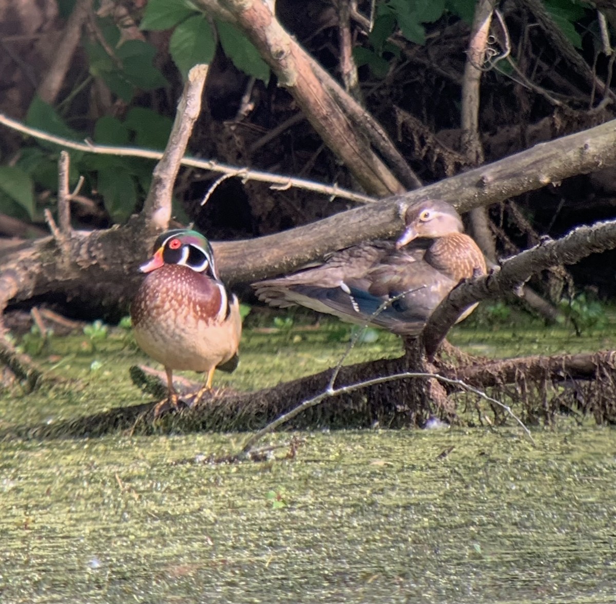 Wood Duck - ML618529038