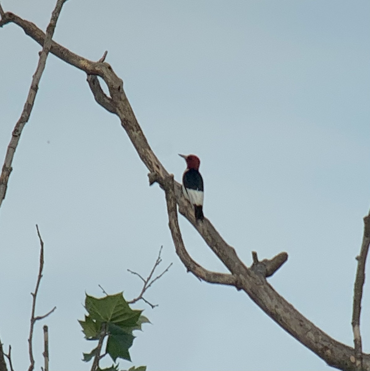 Red-headed Woodpecker - ML618529072