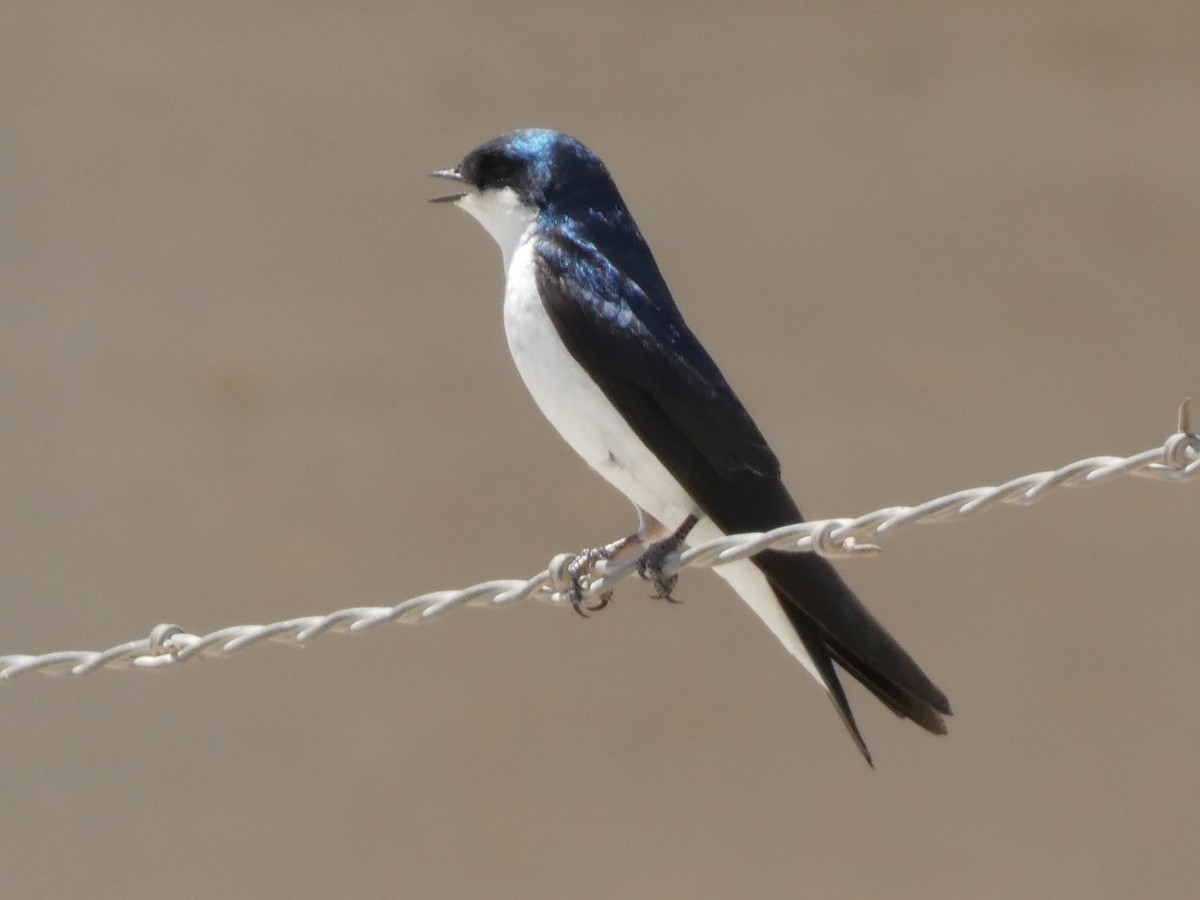 Golondrina Bicolor - ML618529095