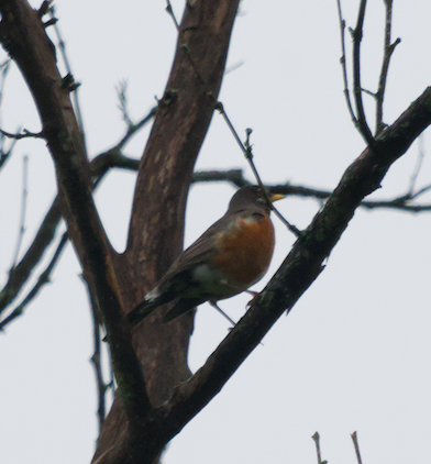 American Robin - Frank Wang