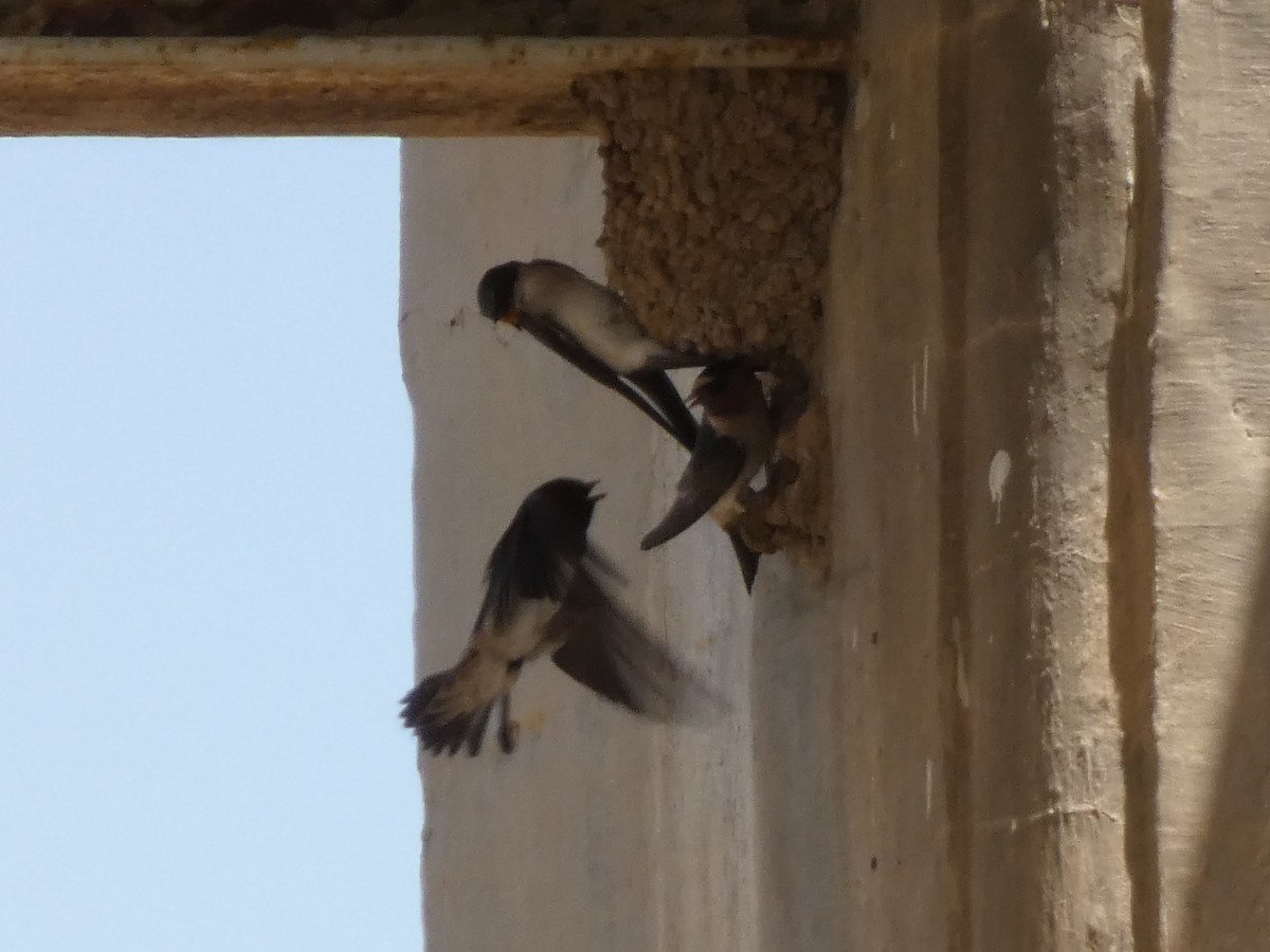 Cliff Swallow - Steven C and Emily B
