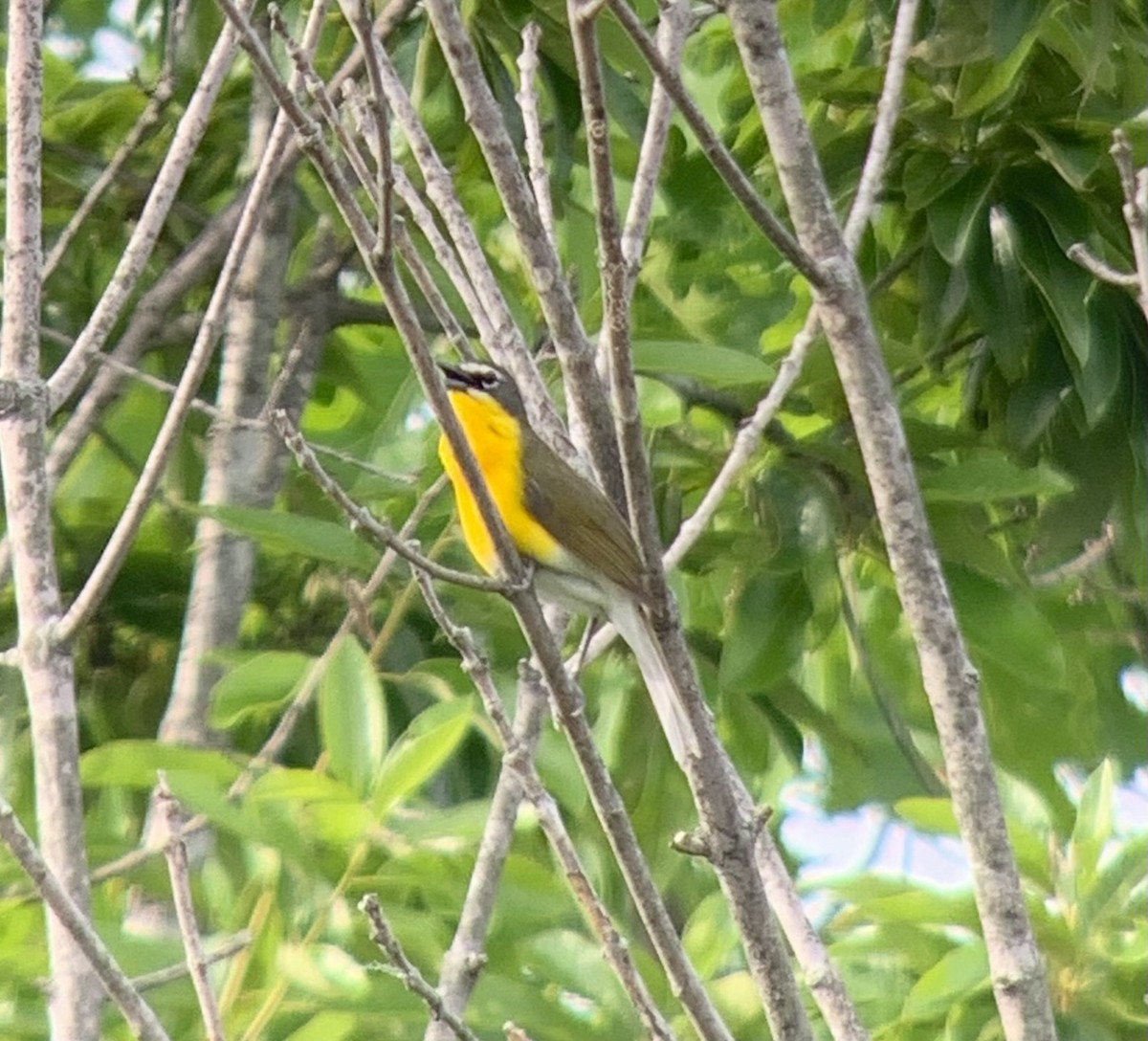 Yellow-breasted Chat - ML618529101