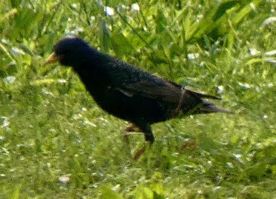 European Starling - Connee Chandler