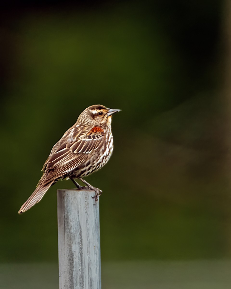 Red-winged Blackbird - Tom Momeyer