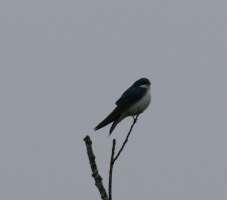 Tree Swallow - Frank Wang