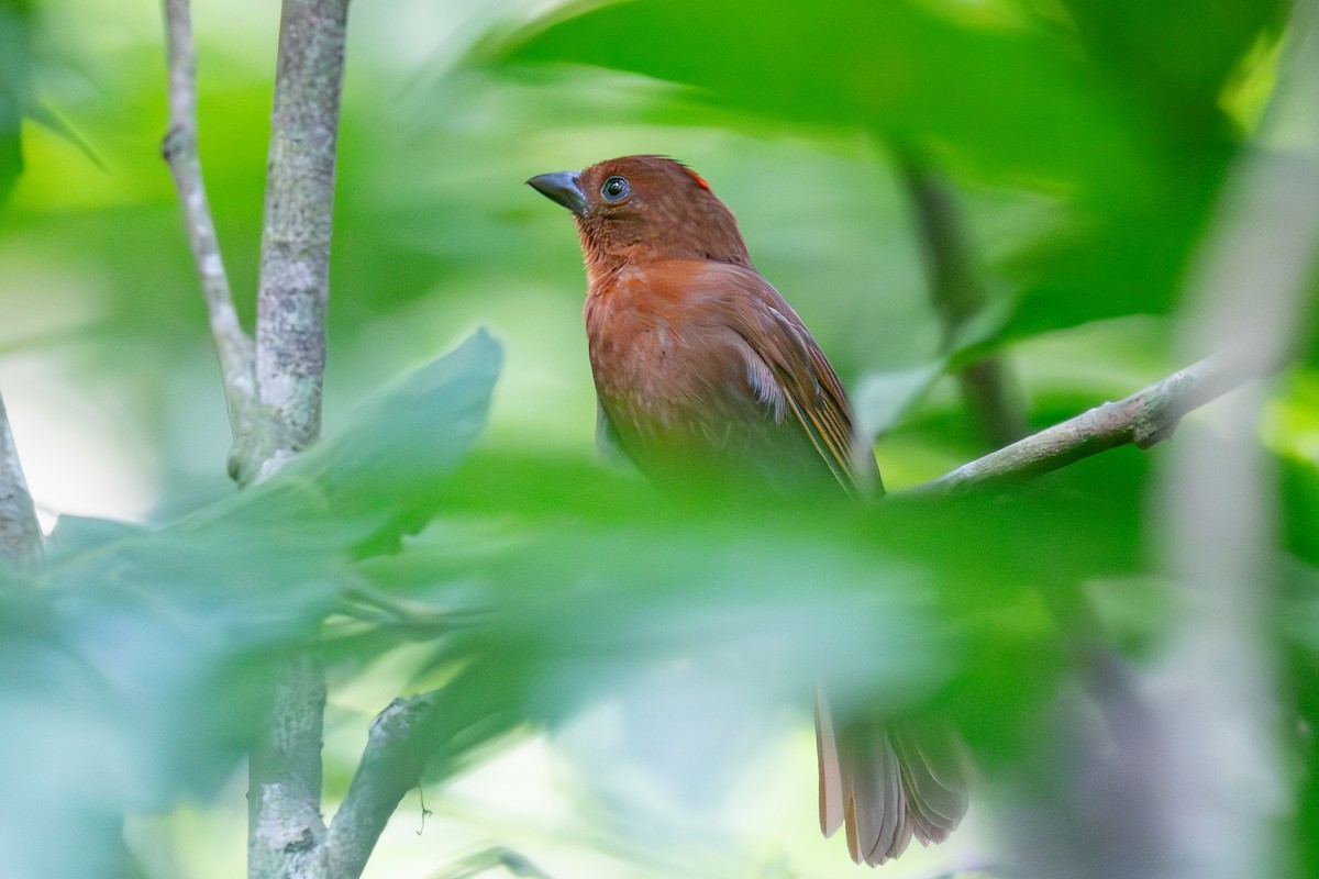 Red-crowned Ant-Tanager - Richard Rulander