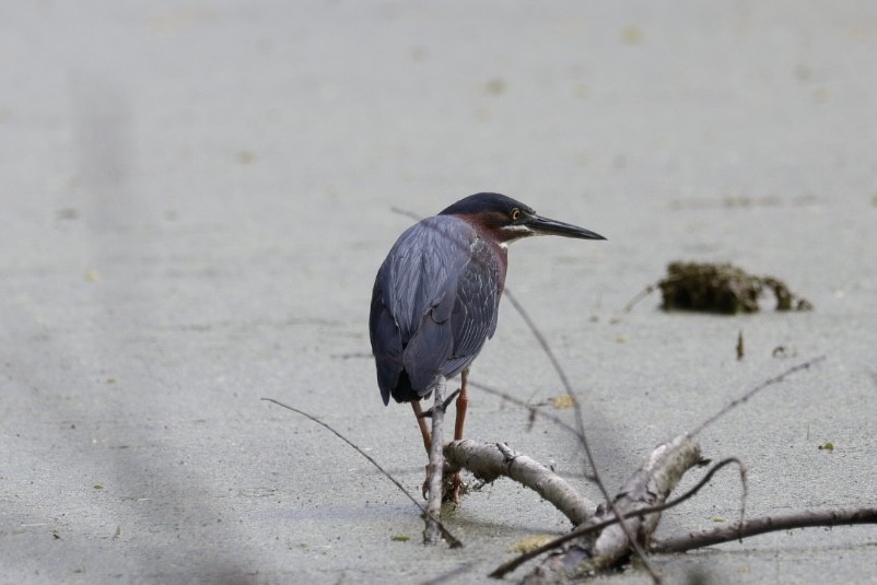 Green Heron - Robert Linfield