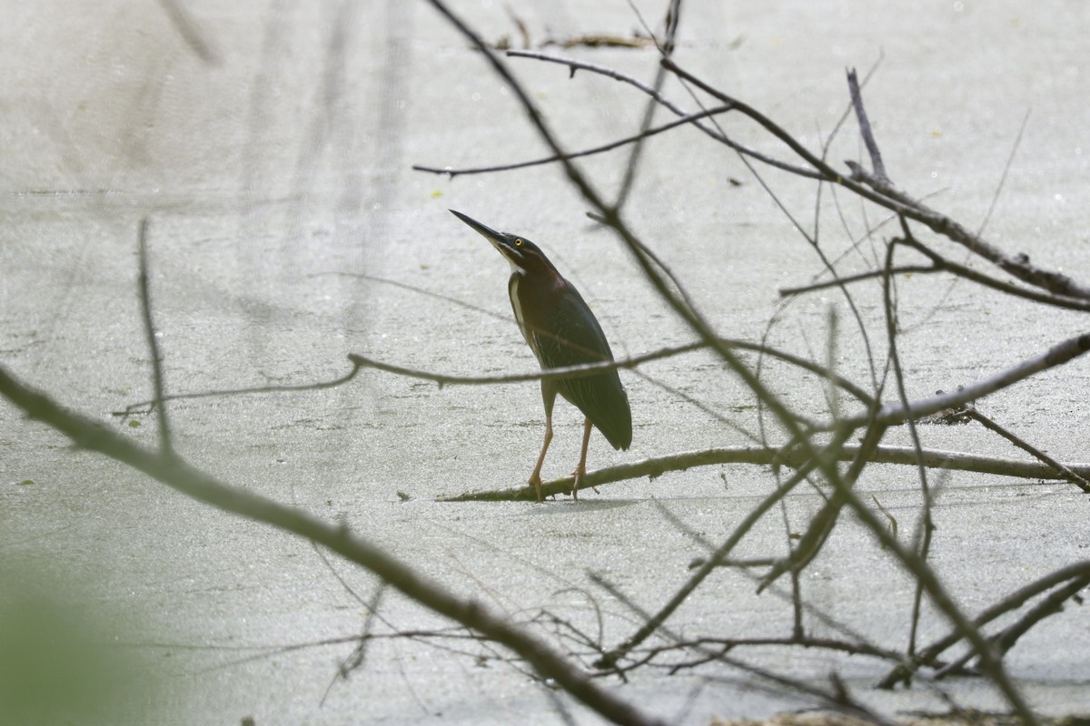 Green Heron - Robert Linfield