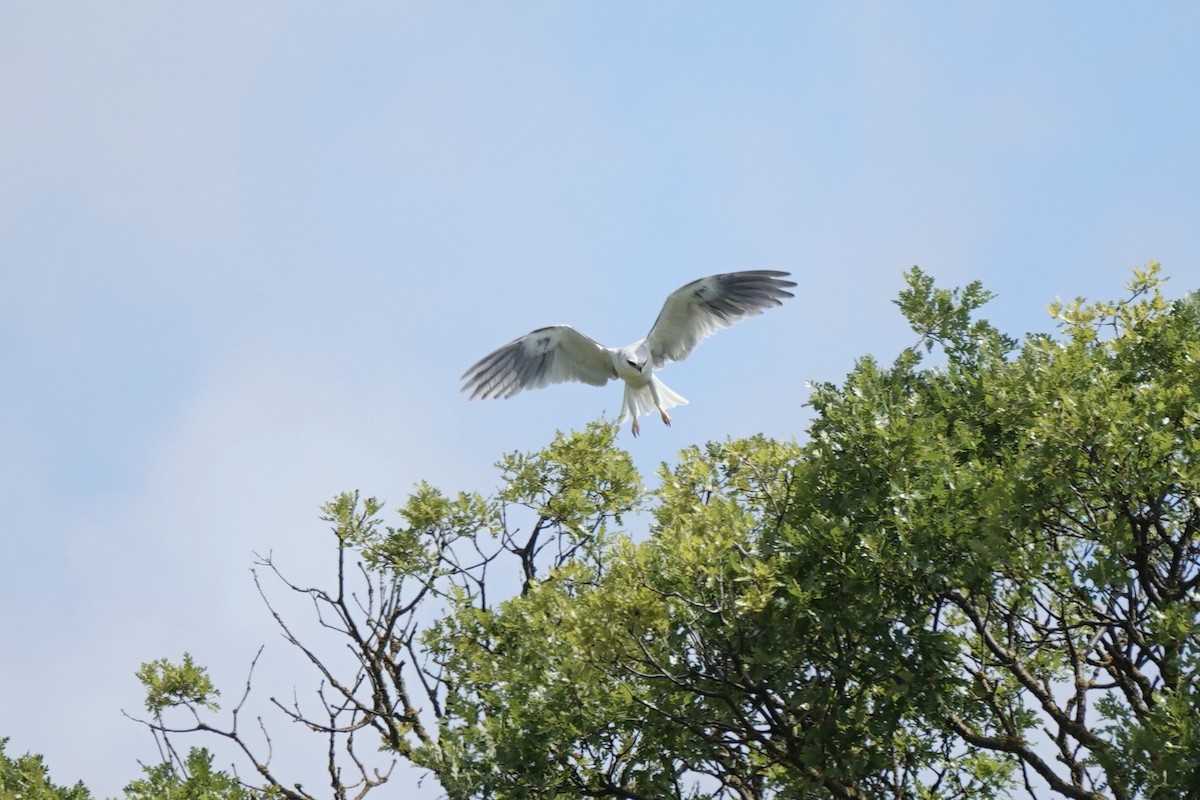 White-tailed Kite - ML618529260