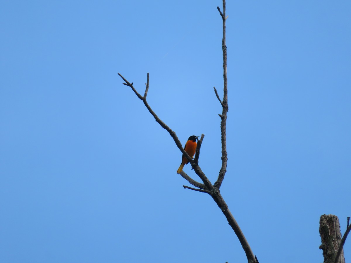 Baltimore Oriole - Michael  Autin