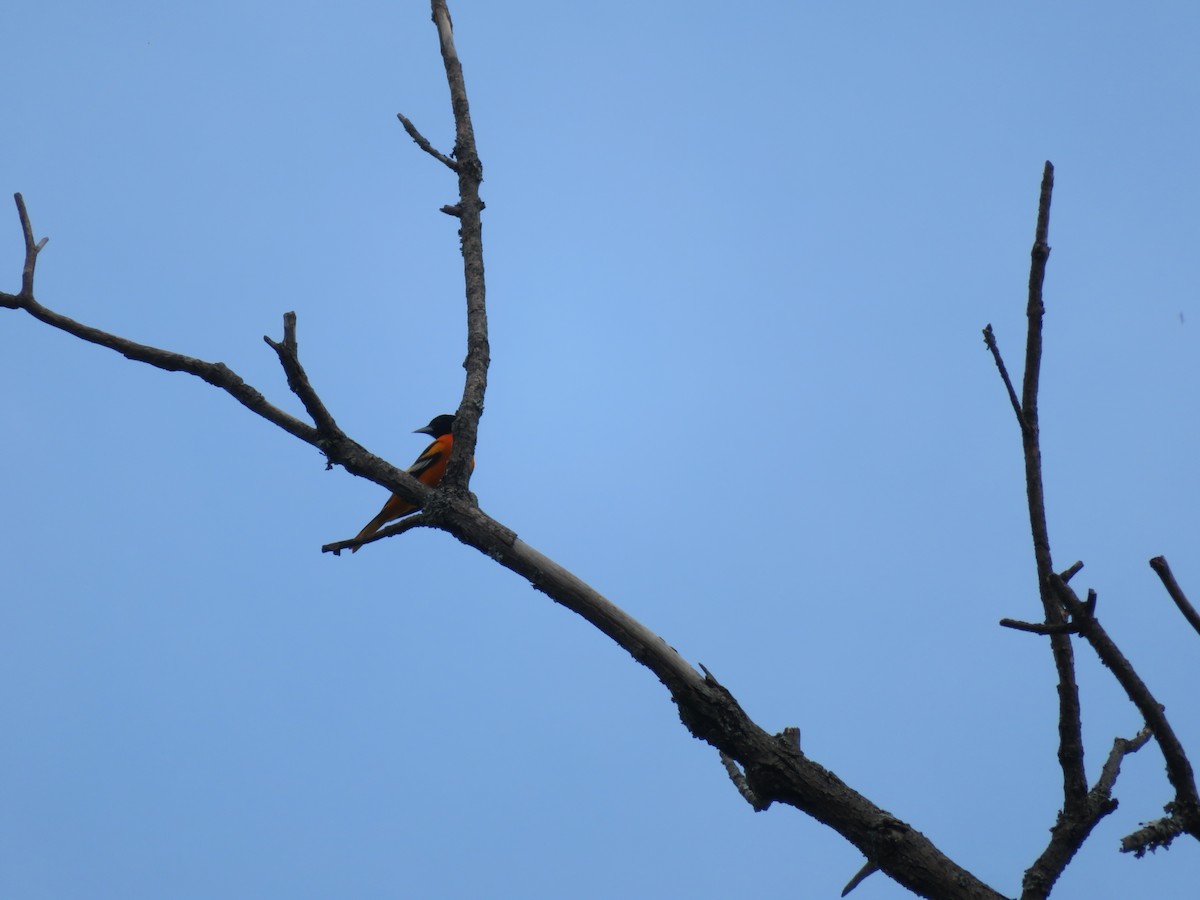 Baltimore Oriole - ML618529298