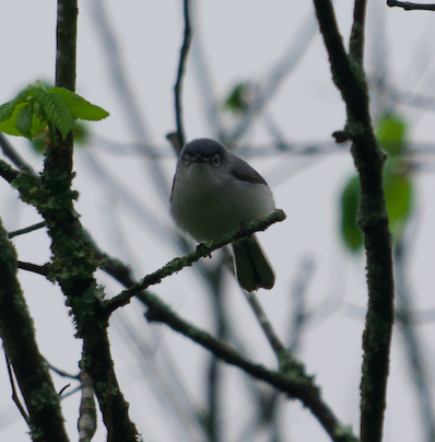 Blue-gray Gnatcatcher - Frank Wang