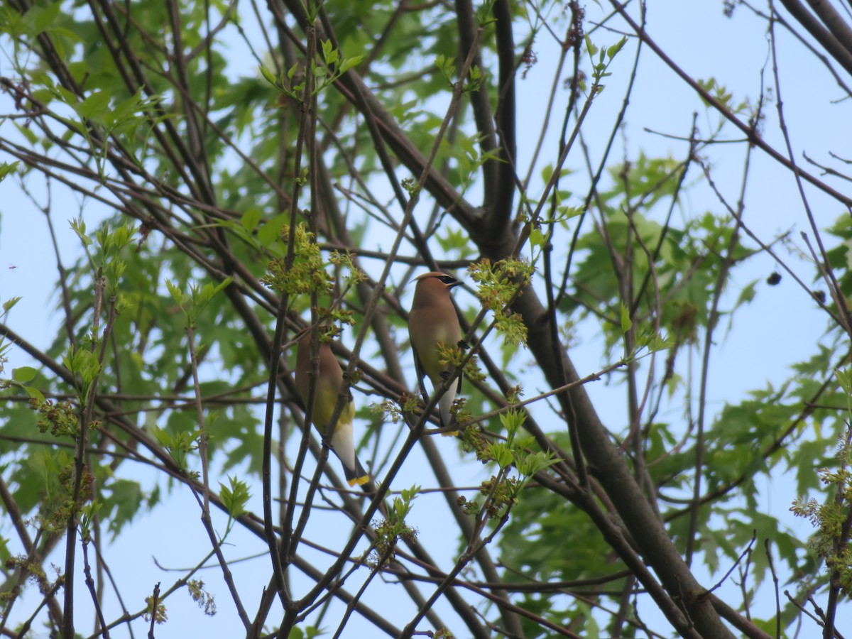 Cedar Waxwing - ML618529325