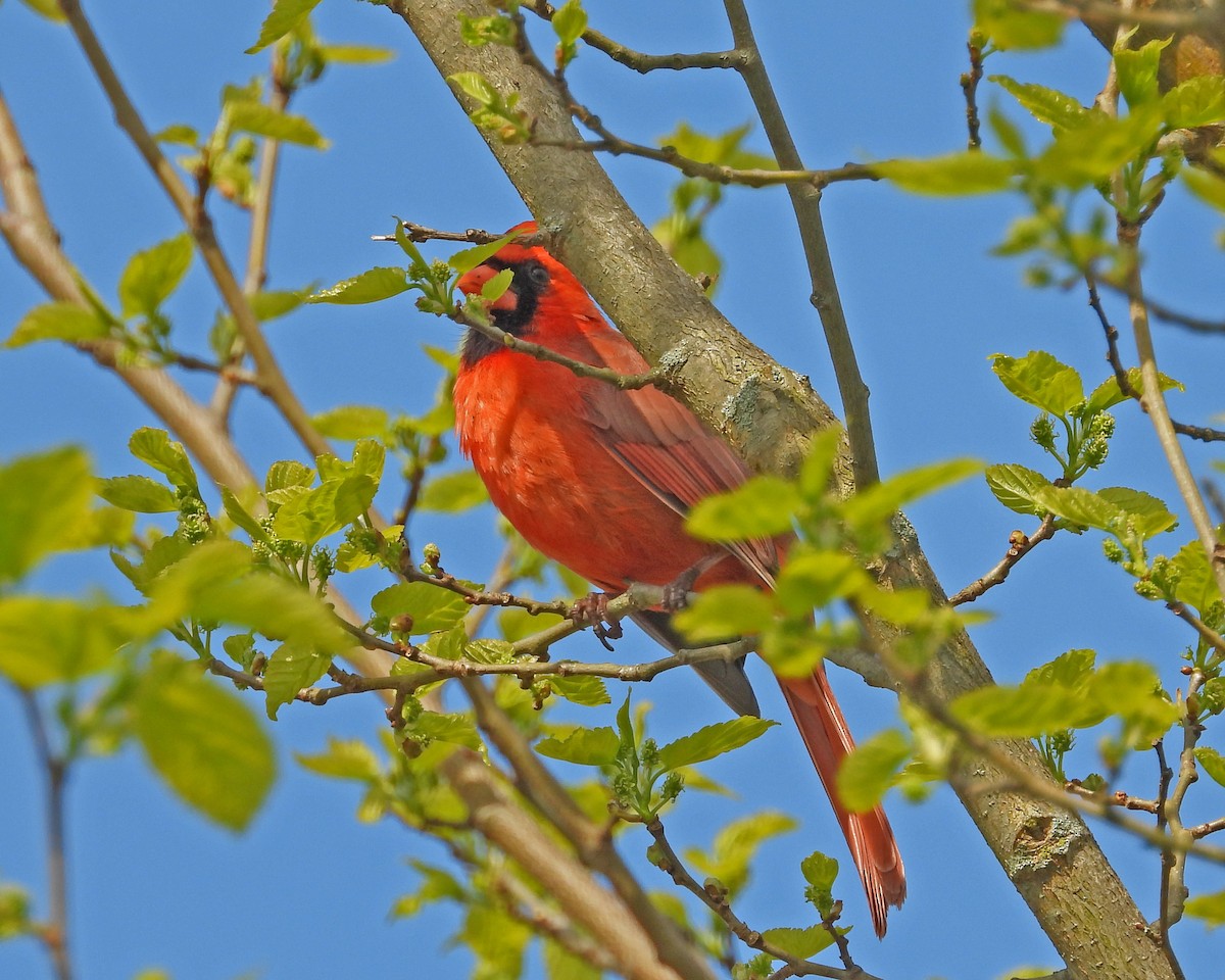 Northern Cardinal - ML618529337