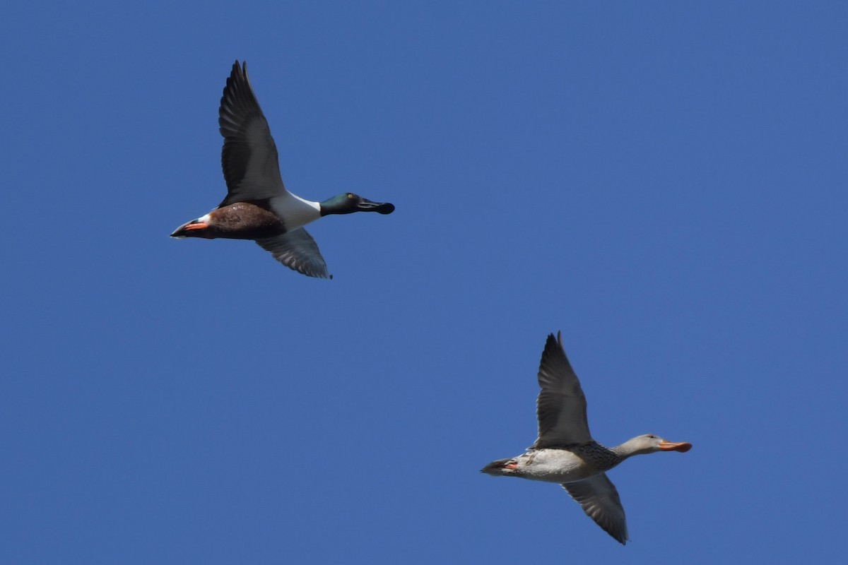 Northern Shoveler - Kelly Kirkpatrick