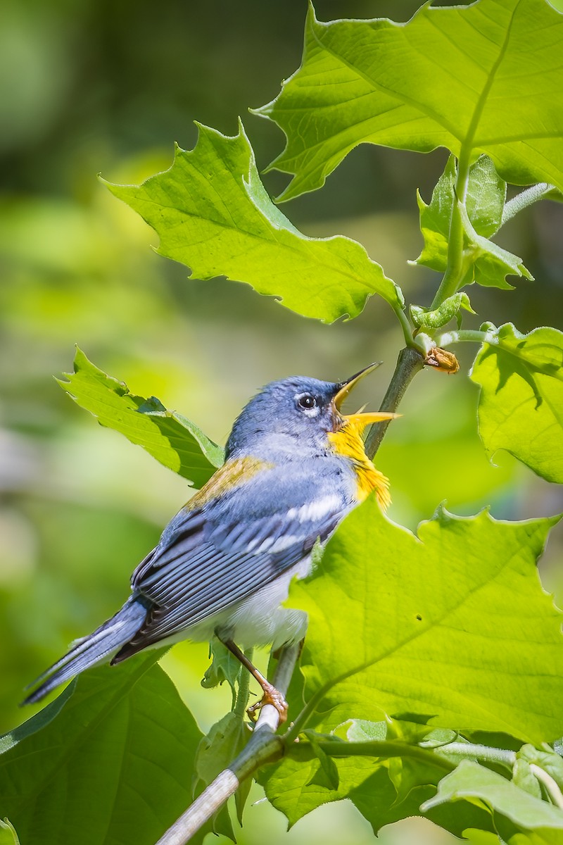 Northern Parula - Anonymous