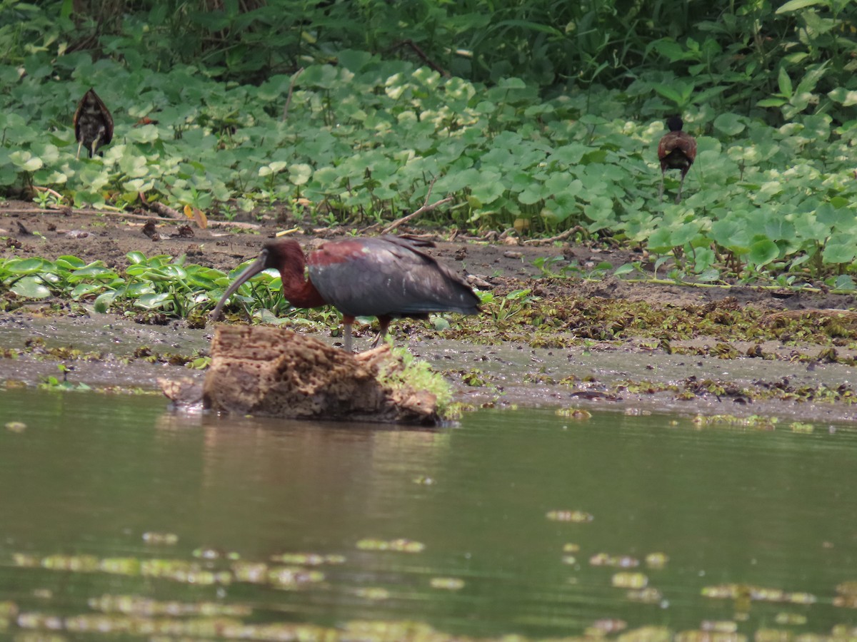 Glossy Ibis - ML618529371