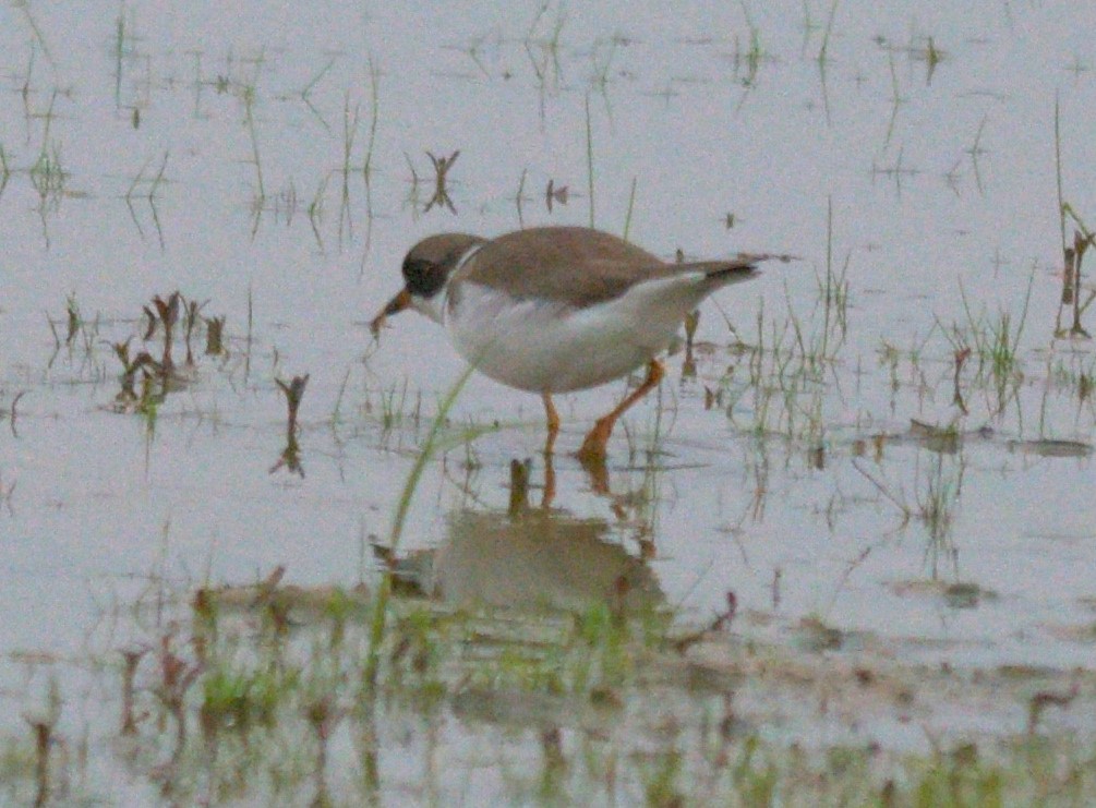 Semipalmated Plover - Paul Shanahan