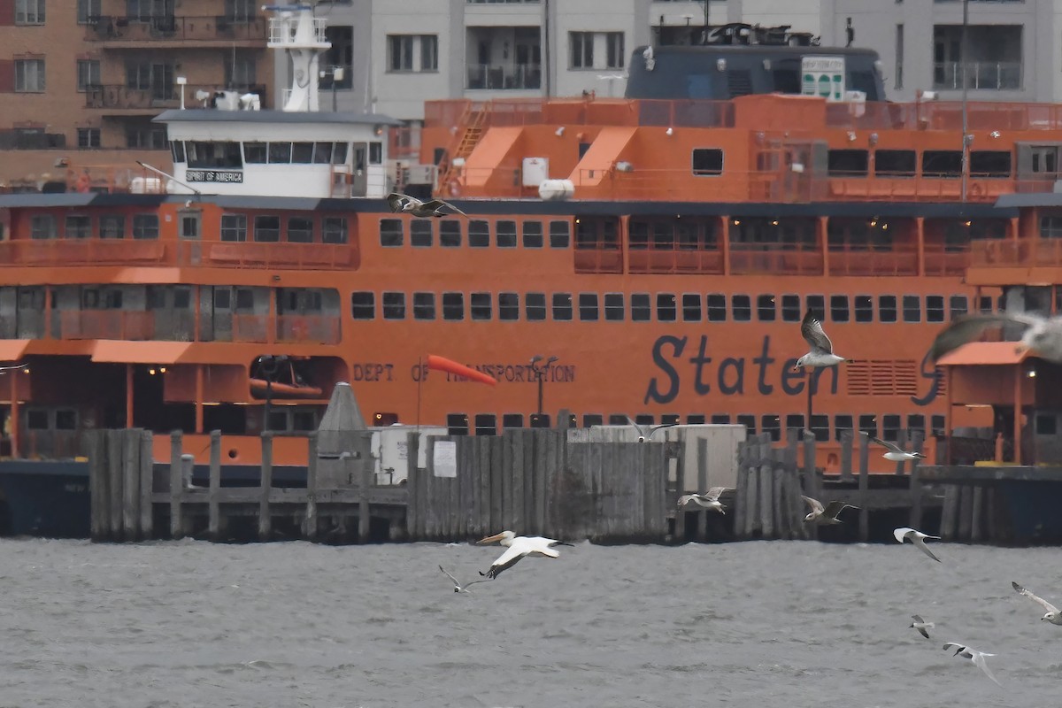 American White Pelican - ML618529410