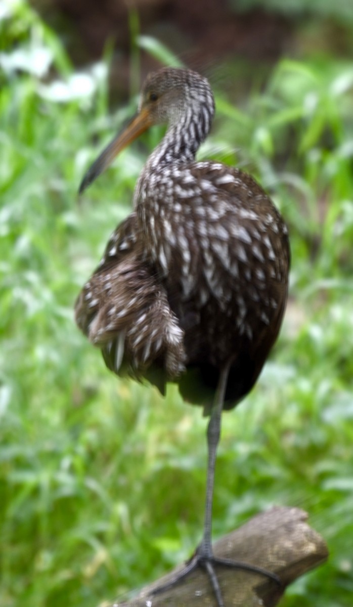 Limpkin - ML618529412