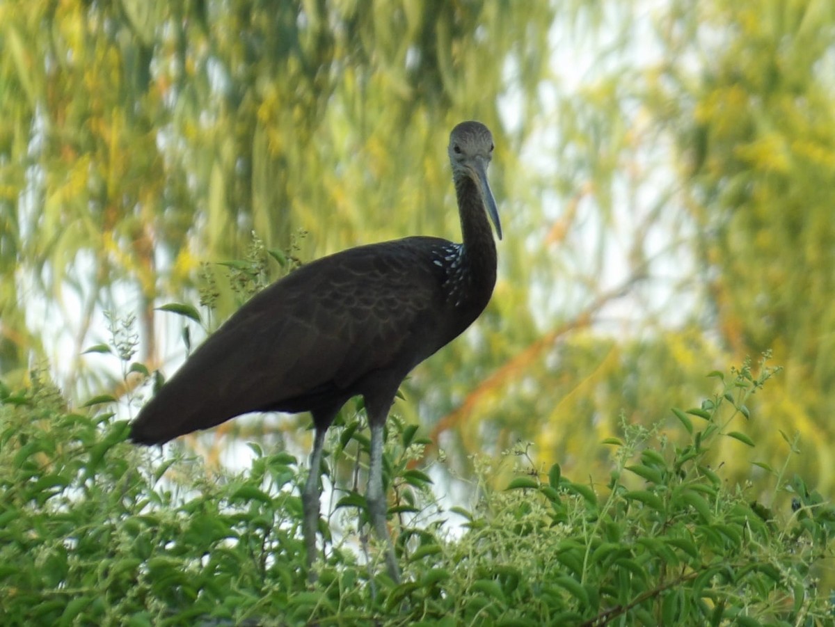 Limpkin - Samantha Jean