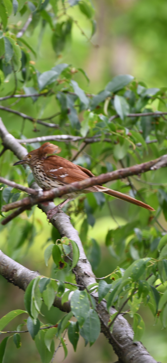 Brown Thrasher - ML618529425