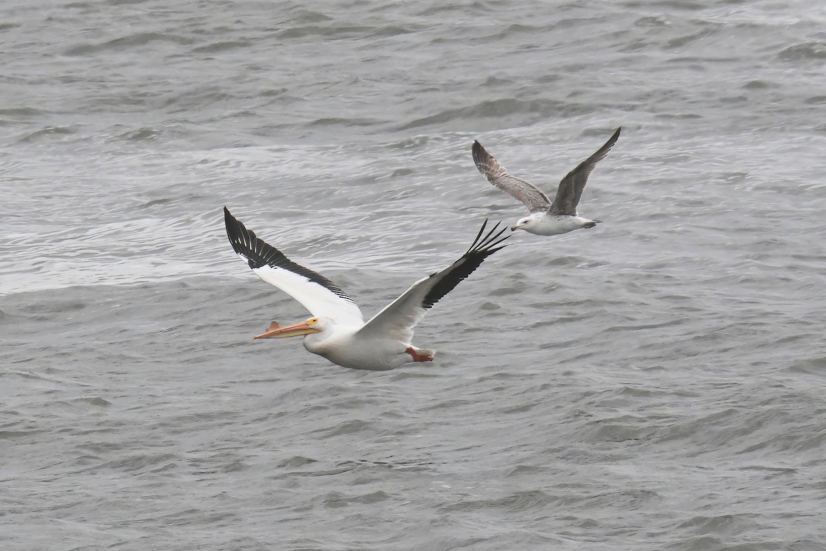 American White Pelican - ML618529427