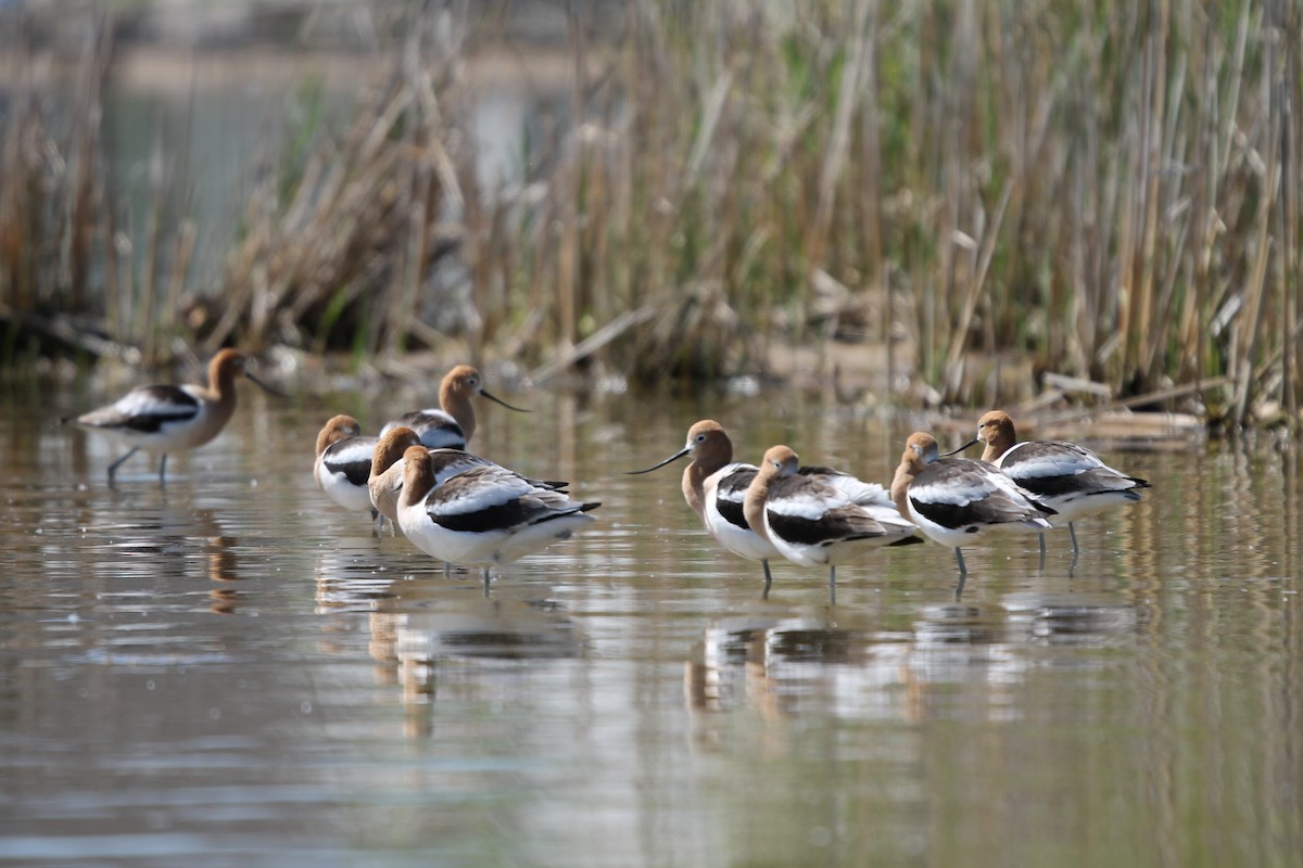 Avoceta Americana - ML618529439