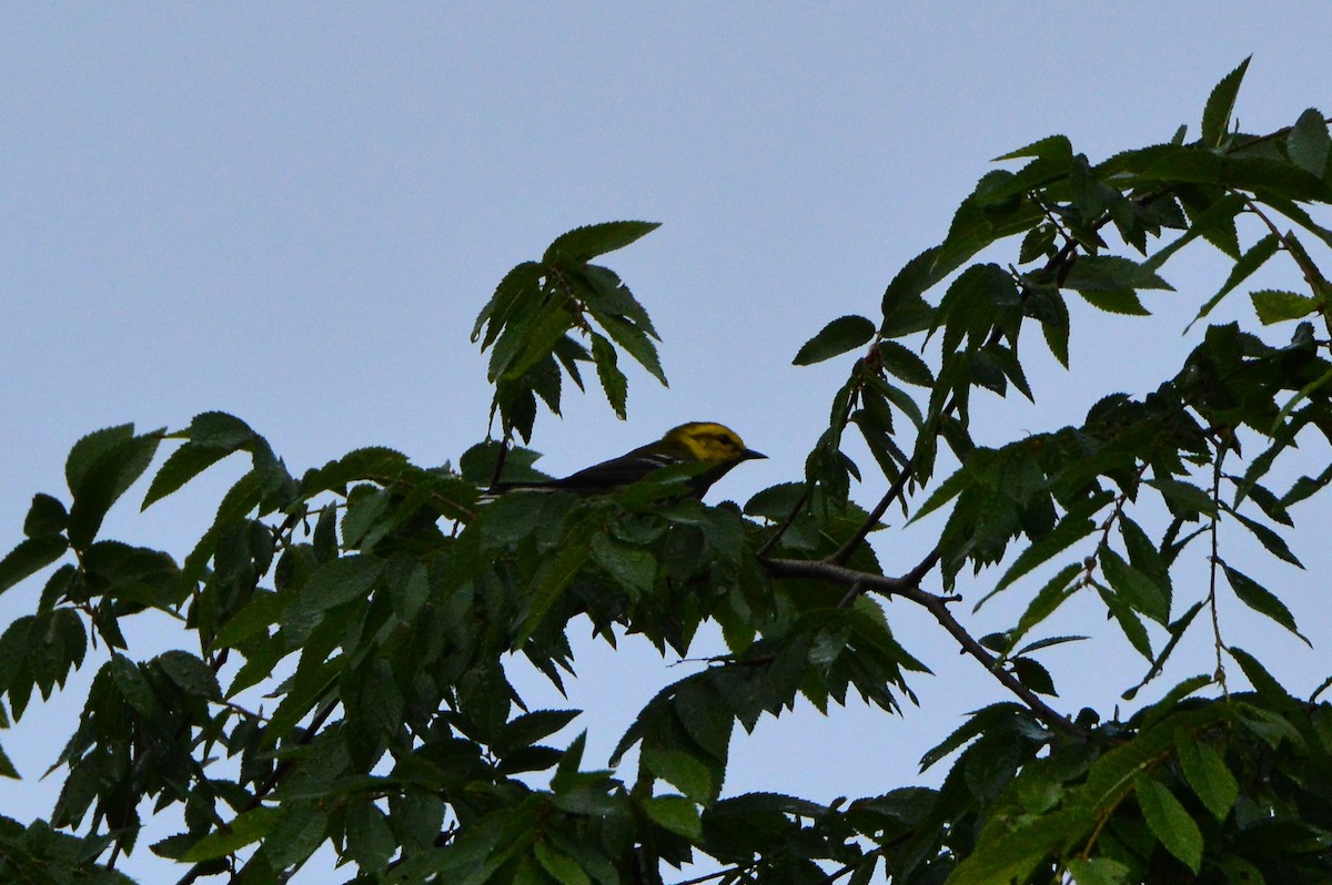 Black-throated Green Warbler - ML618529460