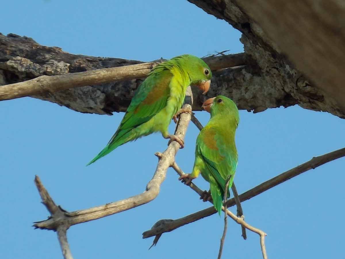 Orange-chinned Parakeet - Samantha Jean