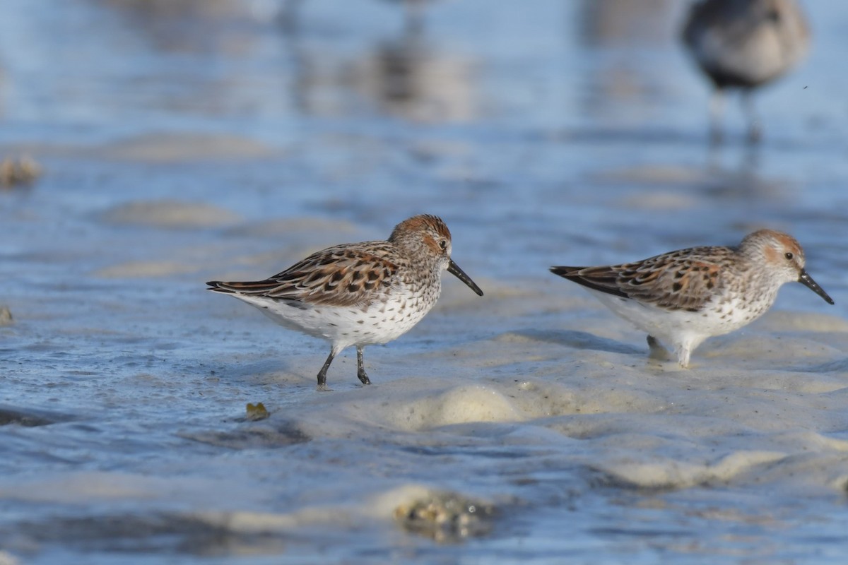 Western Sandpiper - ML618529472