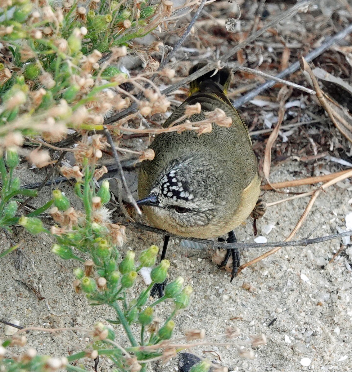 Yellow-rumped Thornbill - Russell Scott