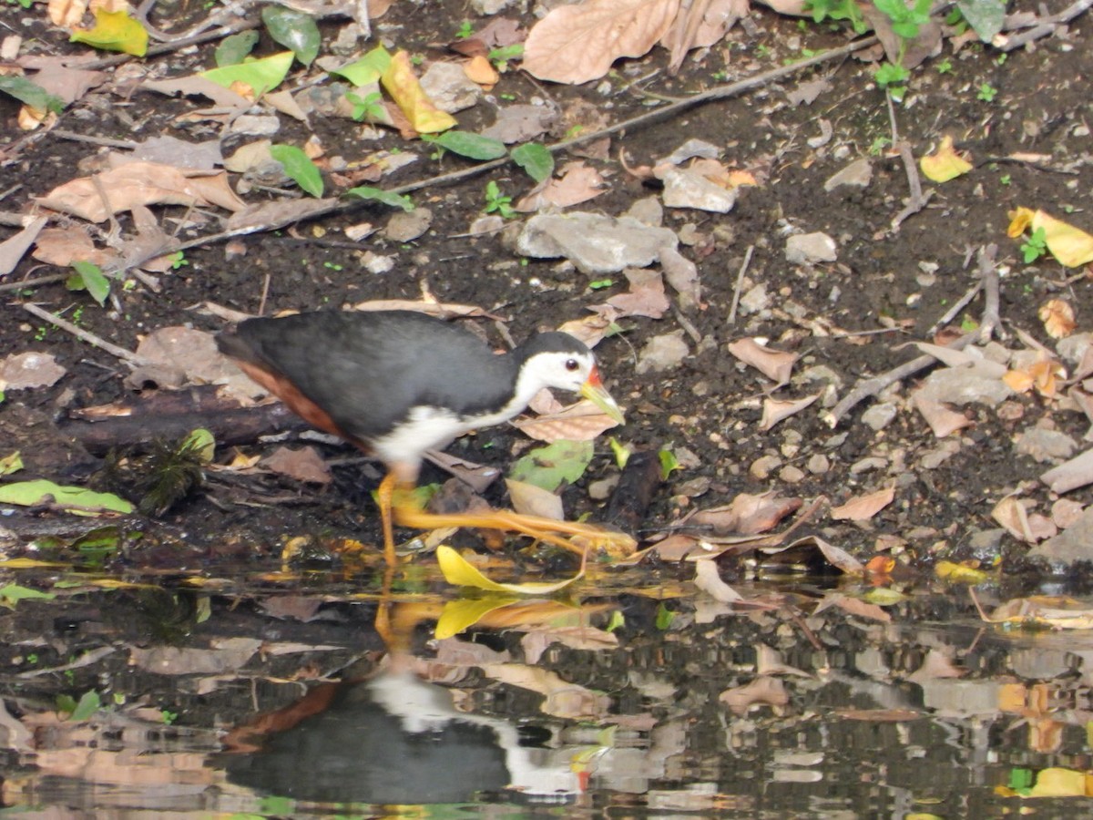 White-breasted Waterhen - ML618529511