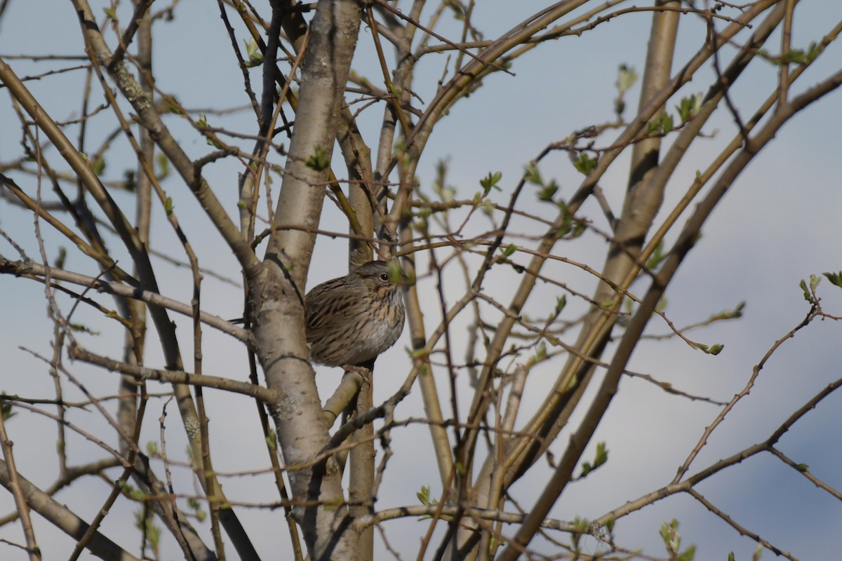 Lincoln's Sparrow - ML618529528