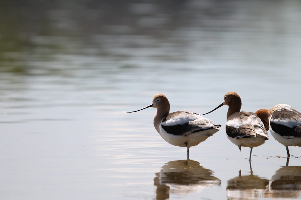 Avocette d'Amérique - ML618529555