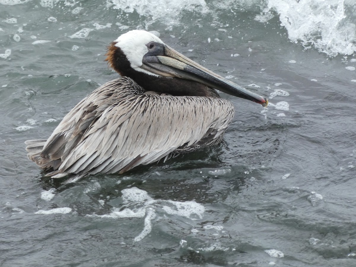 pelikán hnědý - ML618529559