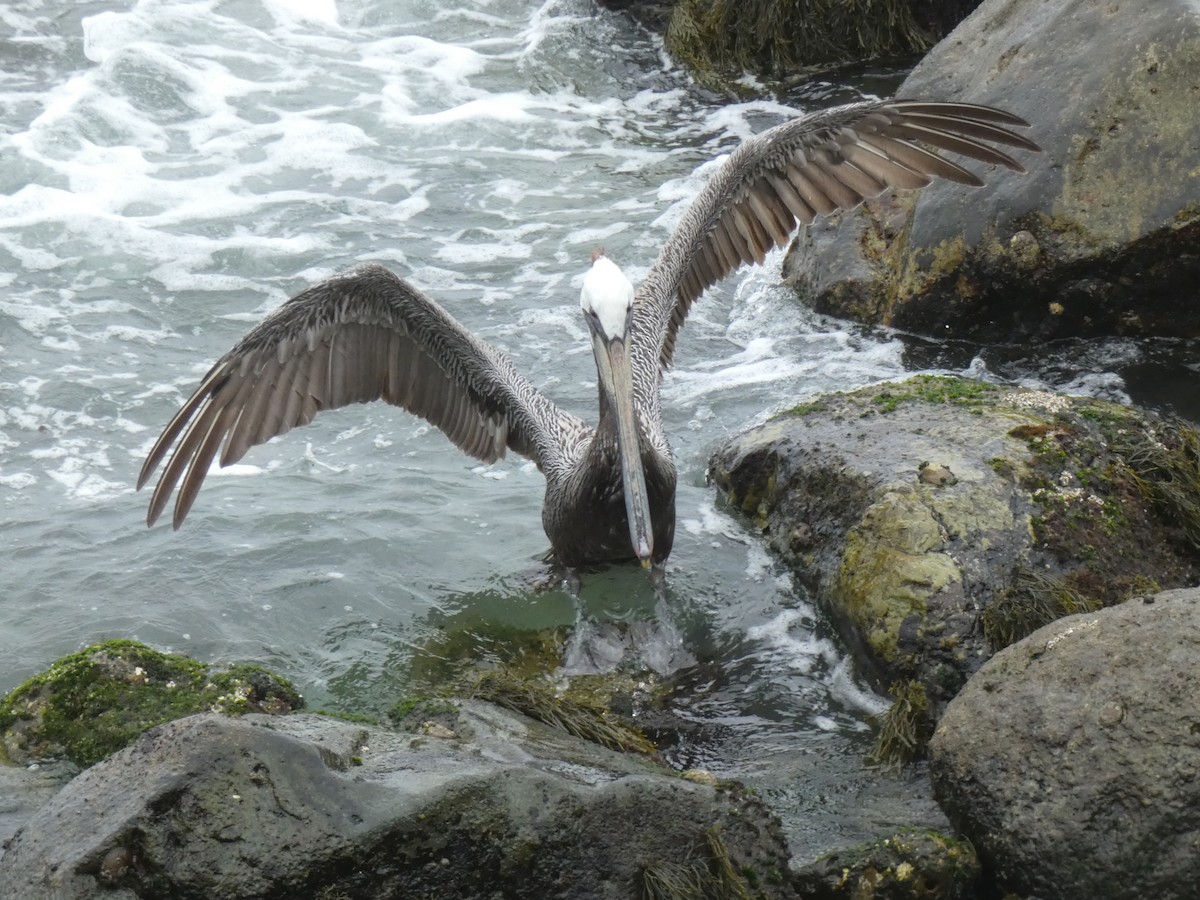 pelikán hnědý - ML618529560