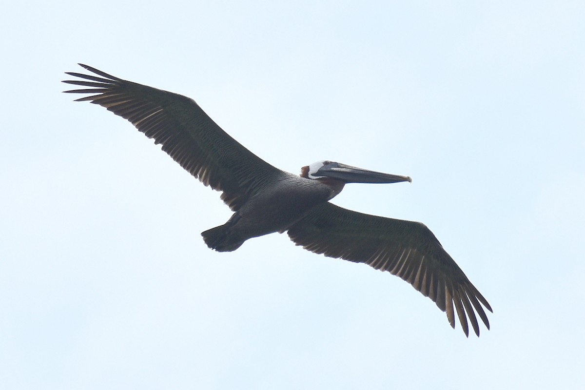 Brown Pelican - ML618529574