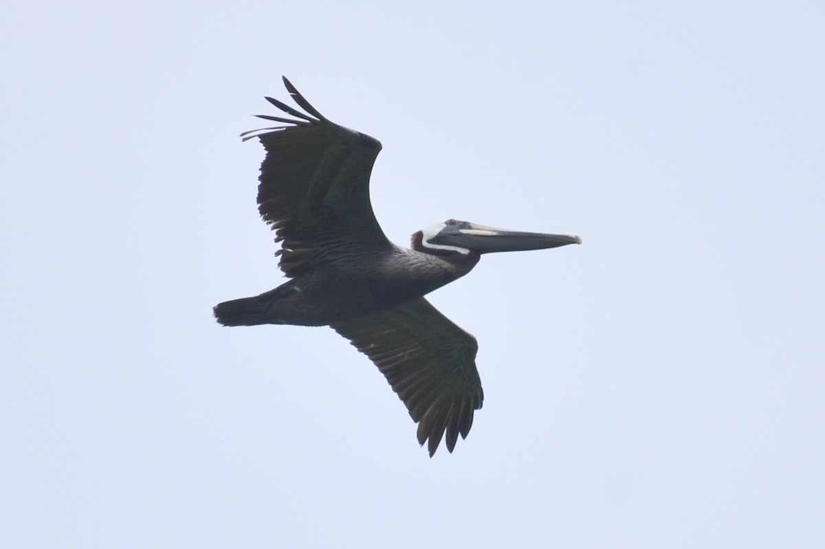 Brown Pelican - ML618529575