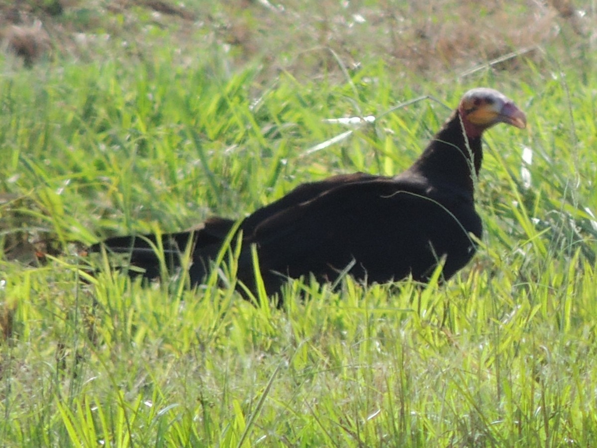 Lesser Yellow-headed Vulture - ML618529579