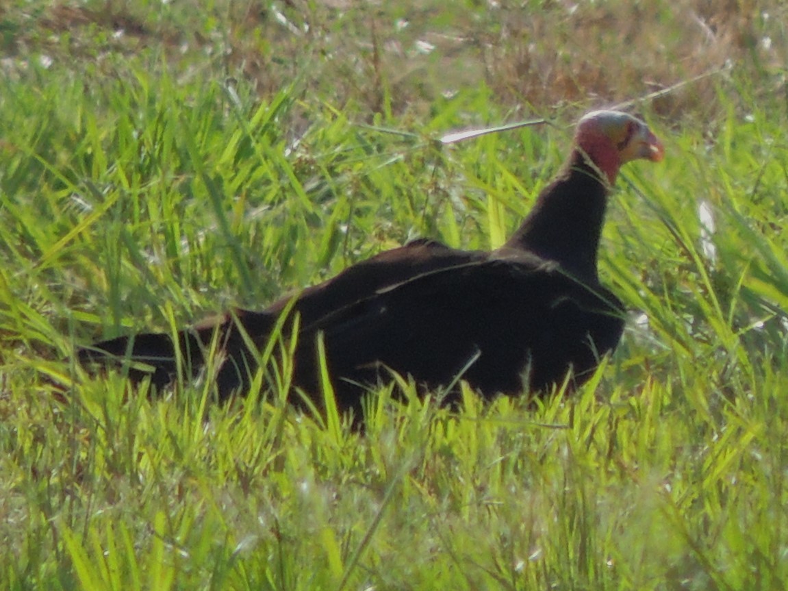 Lesser Yellow-headed Vulture - ML618529580