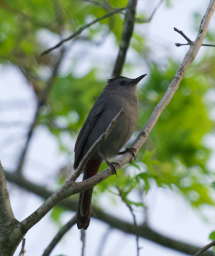 Gray Catbird - Frank Wang