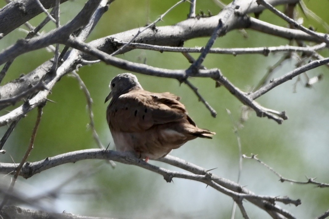 Ruddy Ground Dove - Jason St. Pierre