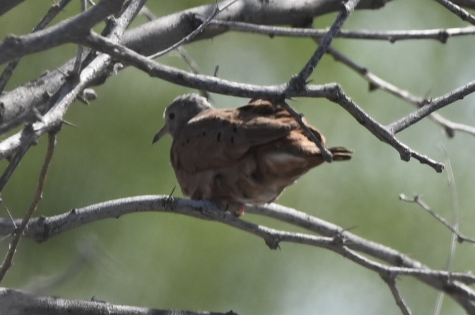 Ruddy Ground Dove - ML618529660