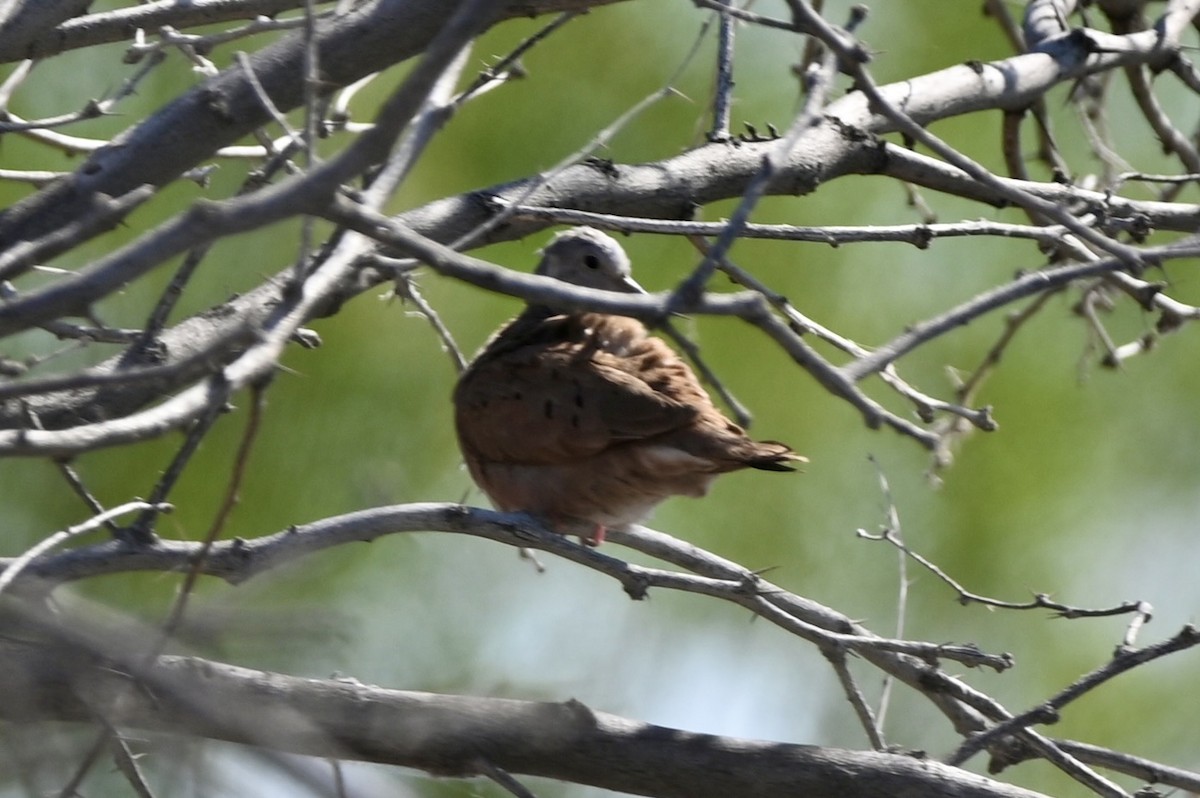 Ruddy Ground Dove - Jason St. Pierre